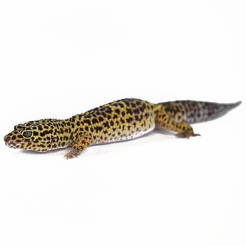 Leopard Gecko Enclosures