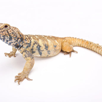 Uromastyx Enclosures