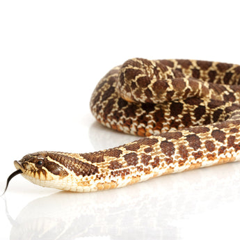 Hognose Snake Enclosures