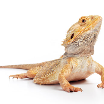 Bearded Dragon Enclosures