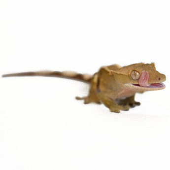 Crested Gecko Enclosures