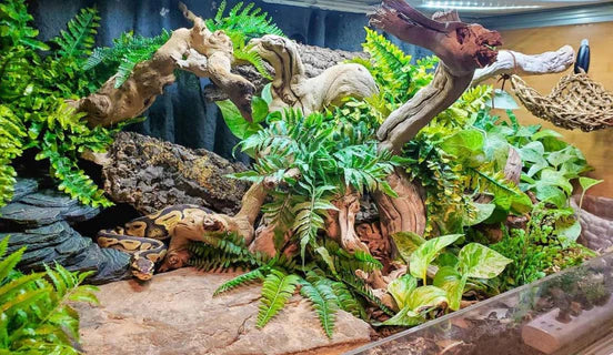 Pvc ball python hot sale enclosure