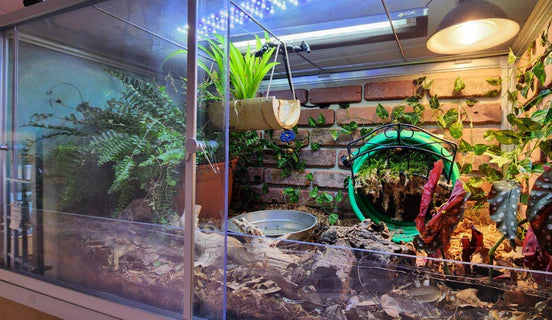 Best online snake enclosures
