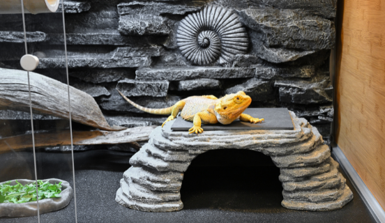Plastic bearded dragon hot sale enclosure