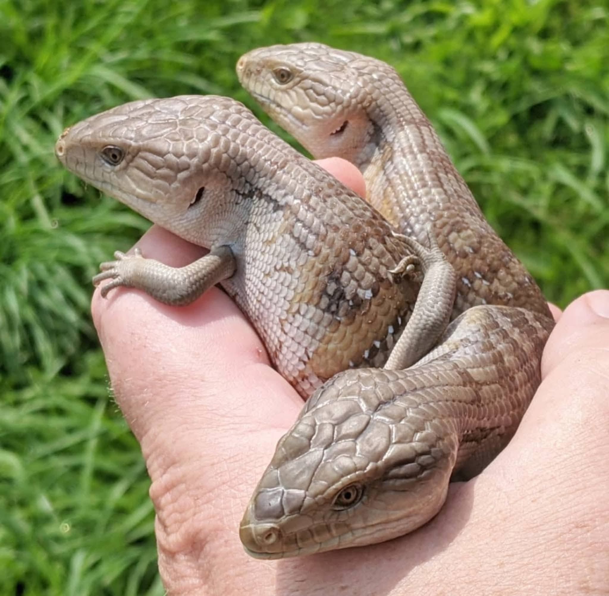Blue tongue Skink Diet - 12.7oz (360g)
