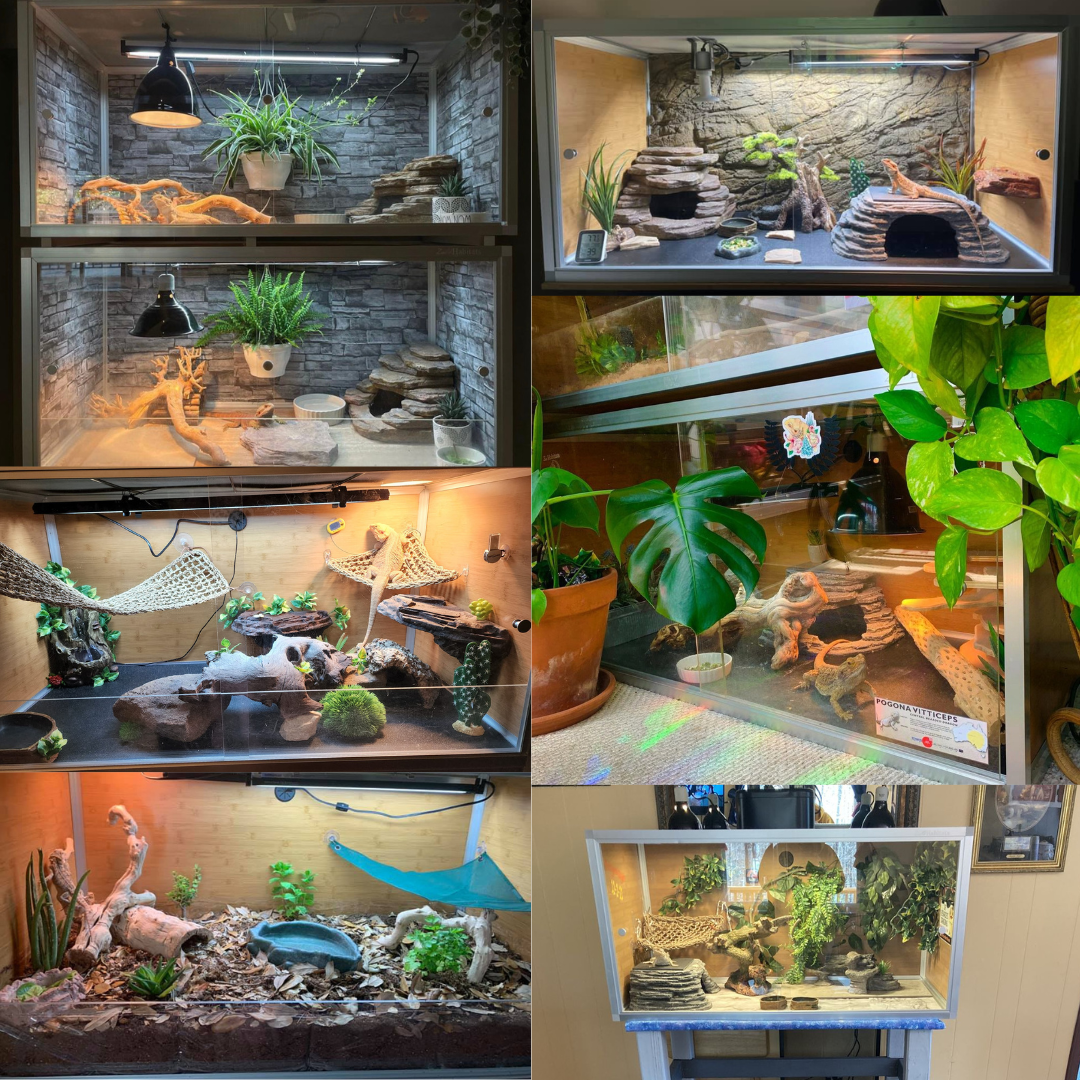 4x2x2 hot sale reptile enclosure